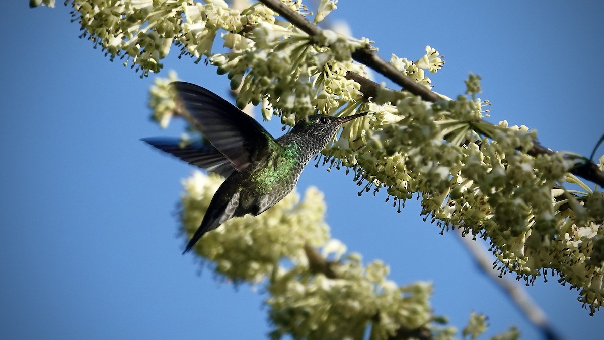 Изумрудная амазилия - ML644718451