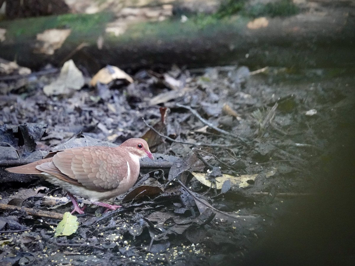 Рыжая перепелиная горлица - ML644718462