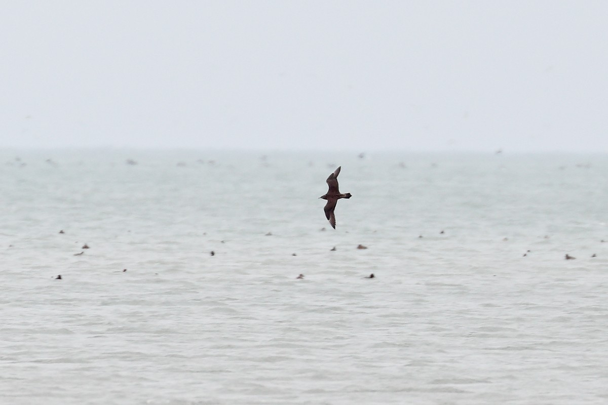 Parasitic Jaeger - ML644718464