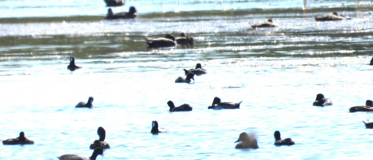 Лиска американська - ML644718474