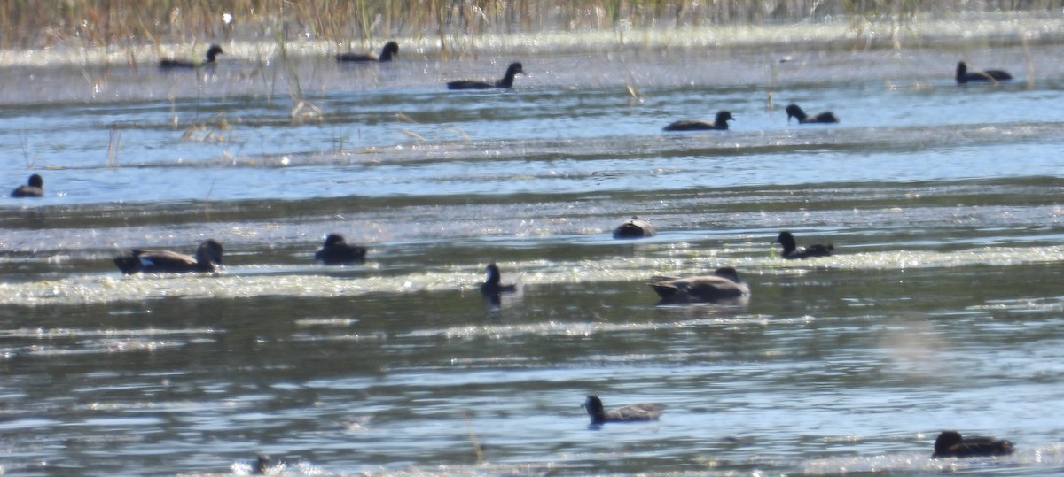 Лиска американська - ML644718475