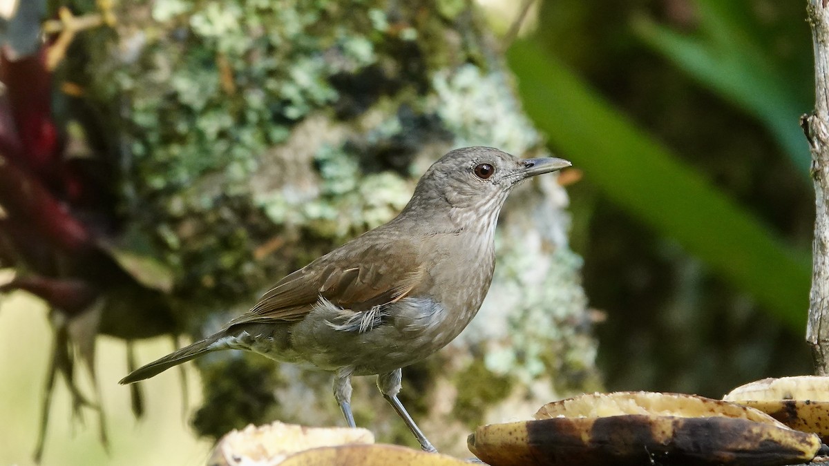 Pale-breasted Thrush - ML644718478