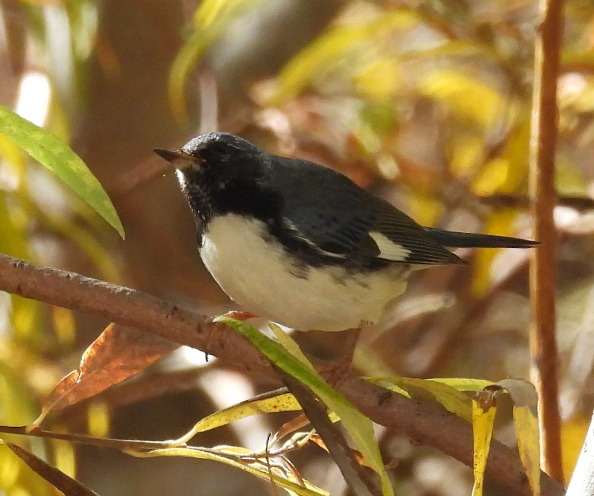 סבכון שחור-גרון - ML644718481