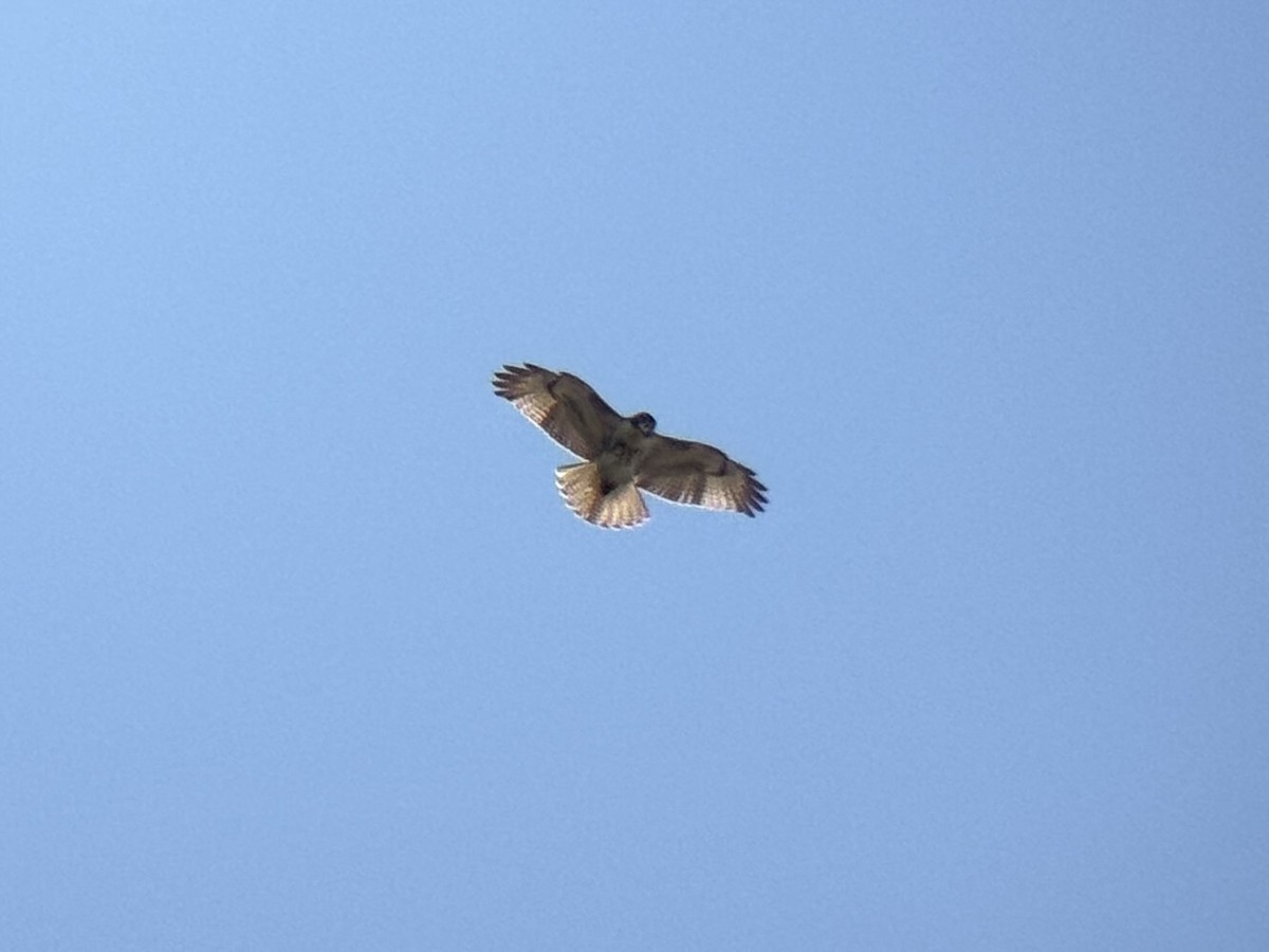 Red-tailed Hawk - ML644718484