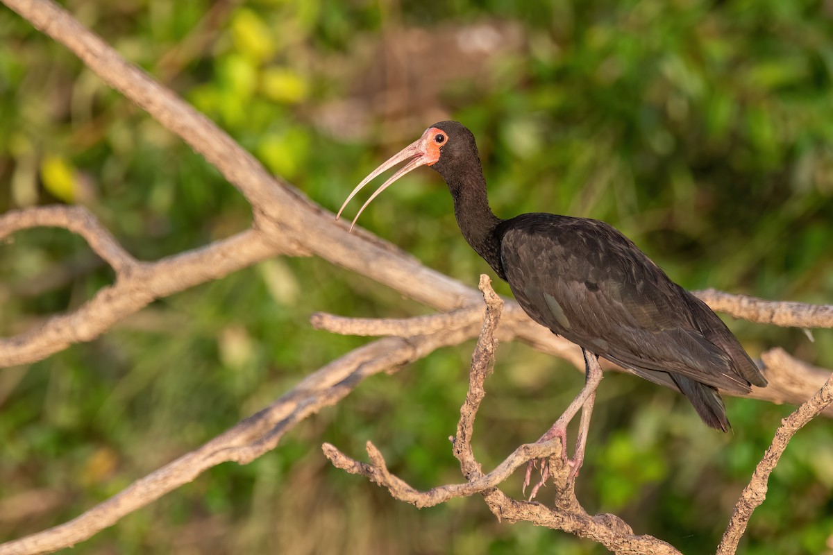 Bare-faced Ibis - ML644718485