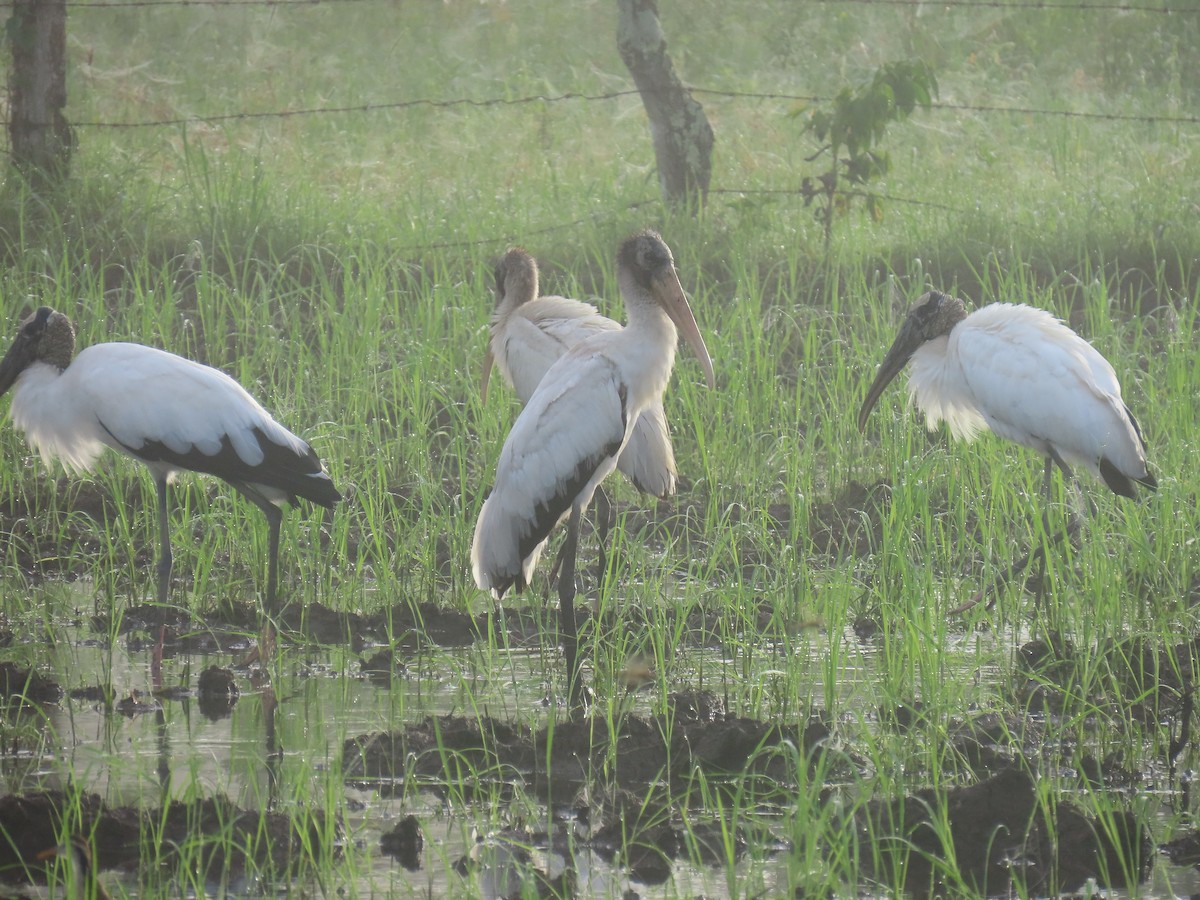 Wood Stork - ML644718486