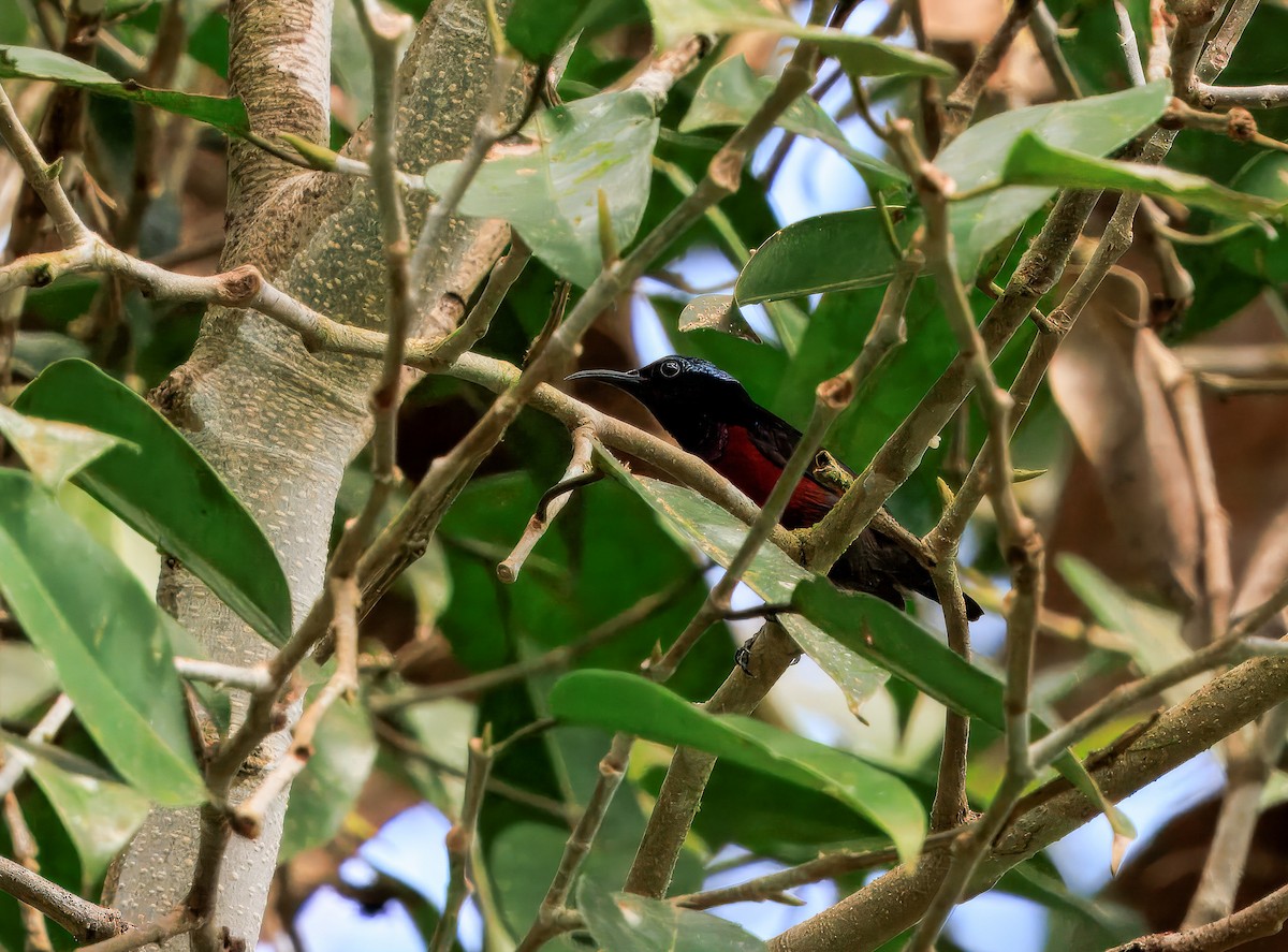 Van Hasselt's Sunbird - ML644718487