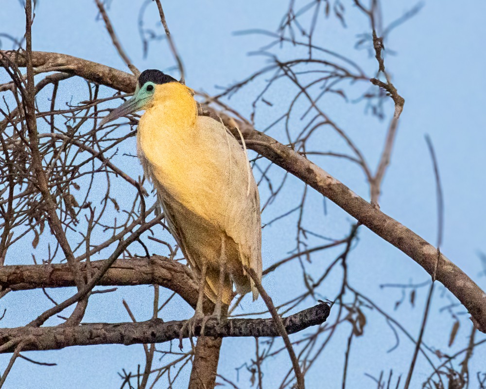 Capped Heron - ML644718488