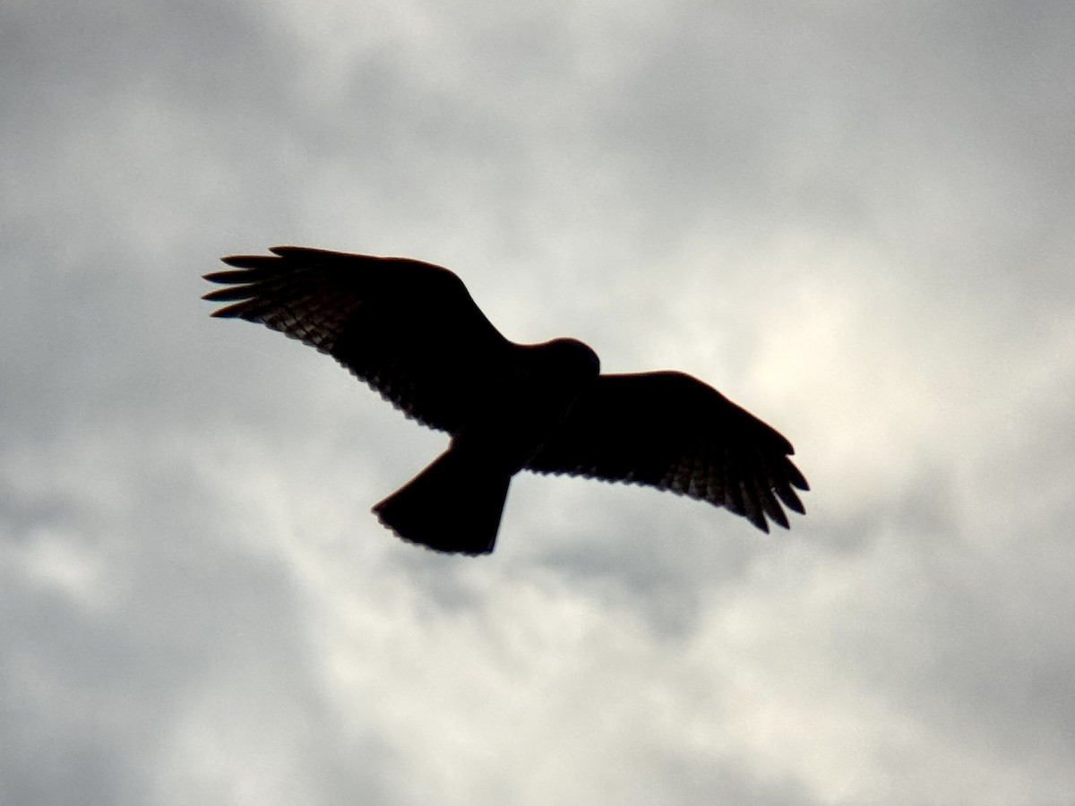 Red-tailed Hawk - ML644718489