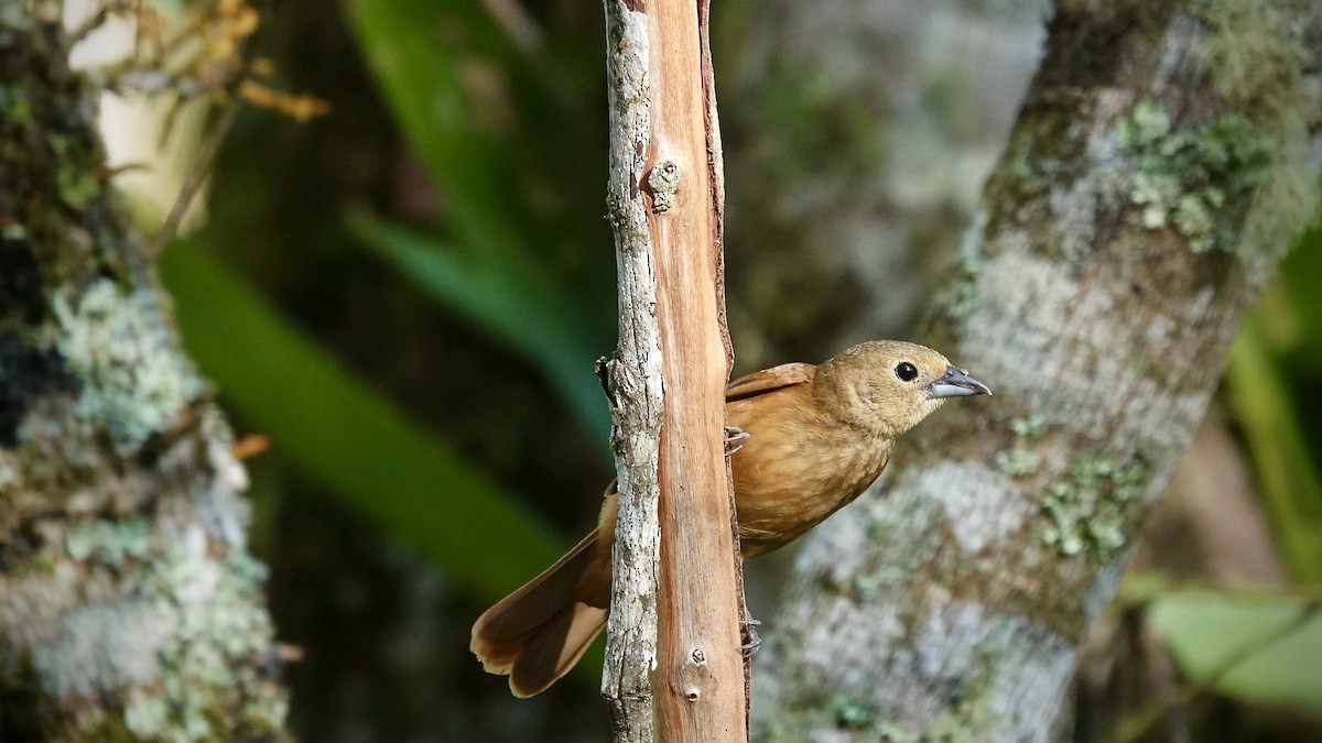 Ruby-crowned Tanager - ML644718490