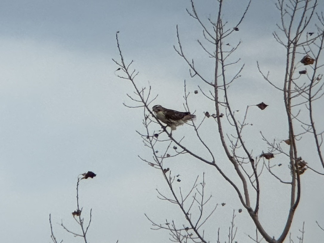 Red-tailed Hawk - ML644718492