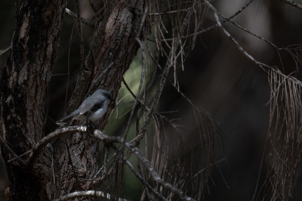White-breasted Robin - ML644718502