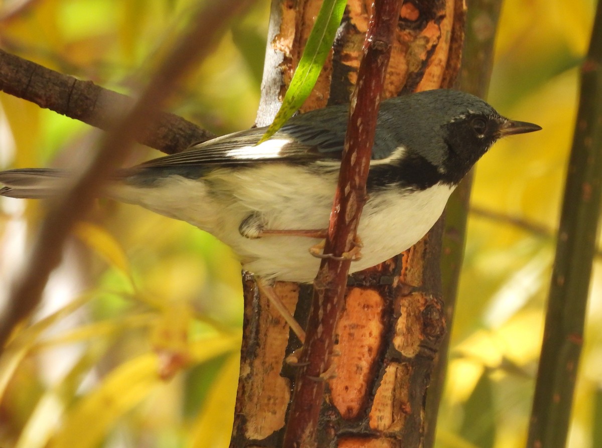 סבכון שחור-גרון - ML644718503