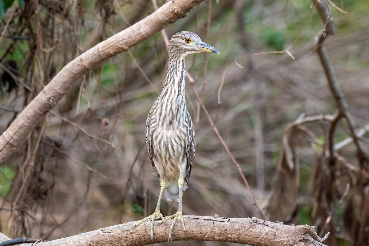 Black-crowned Night Heron - ML644718504