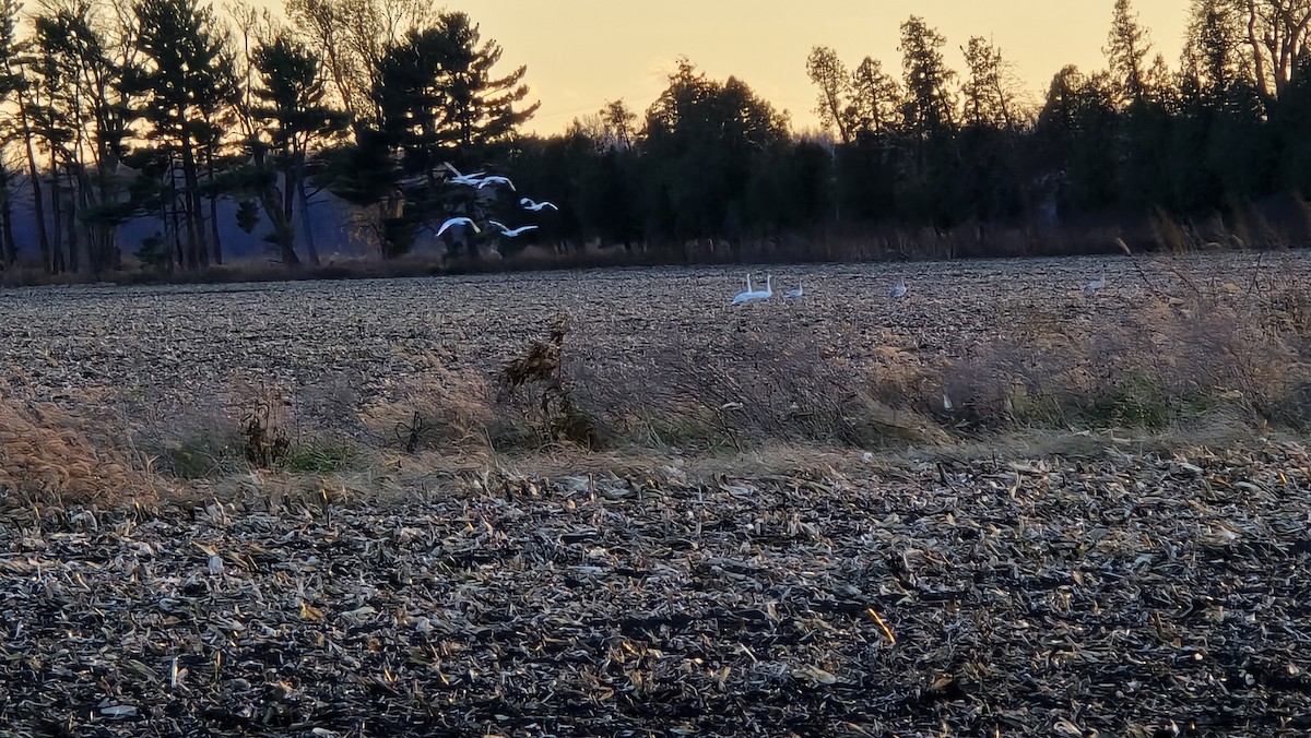 Trumpeter Swan - ML644718505