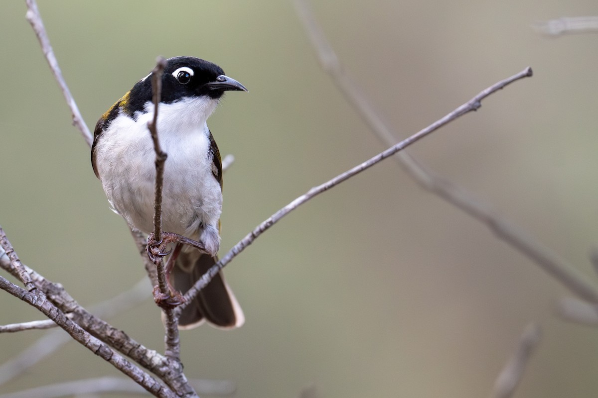 Gilbert's Honeyeater - ML644718506