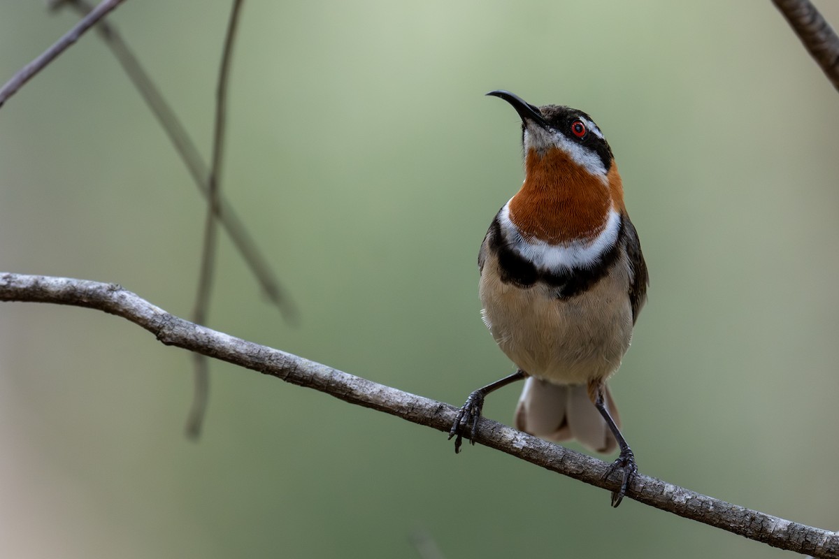 Western Spinebill - ML644718507