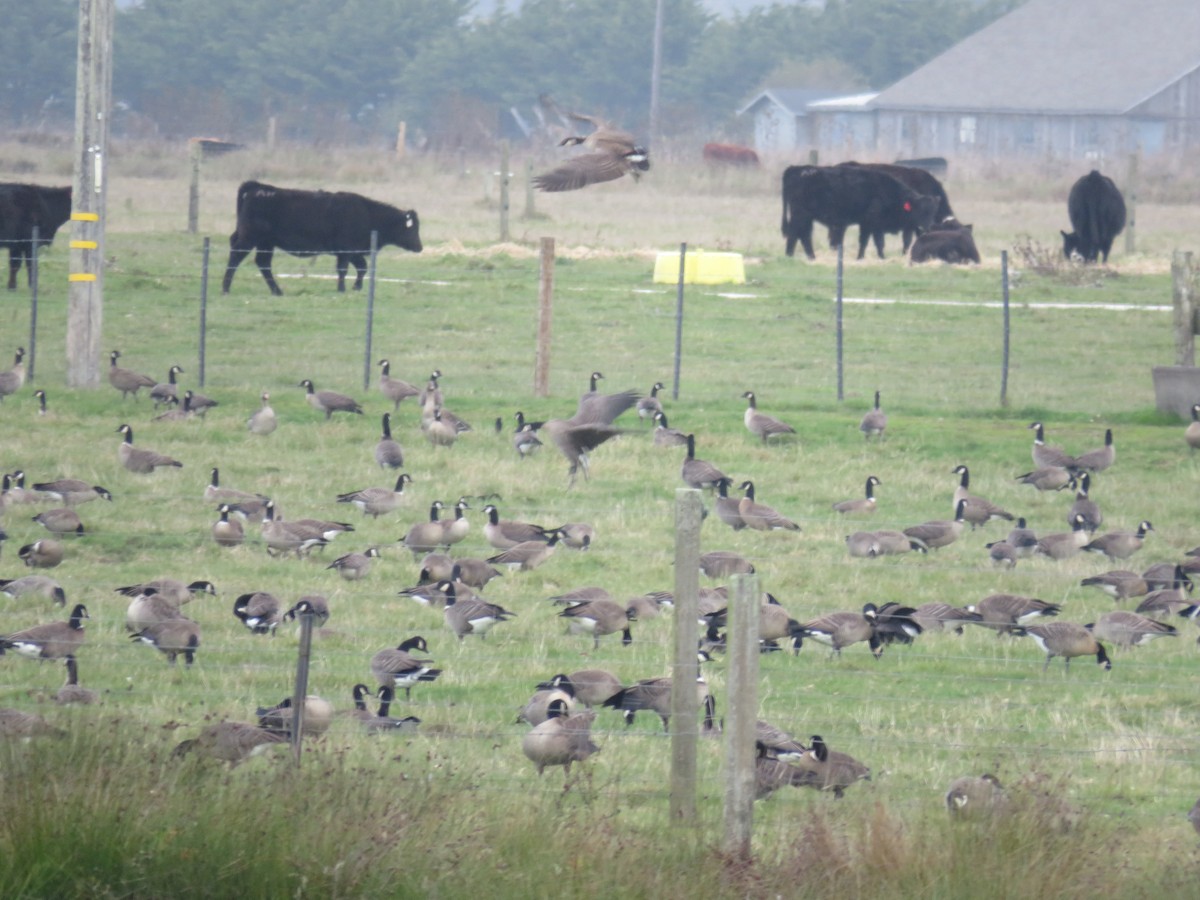 Taiga/Tundra Bean-Goose - ML644718511