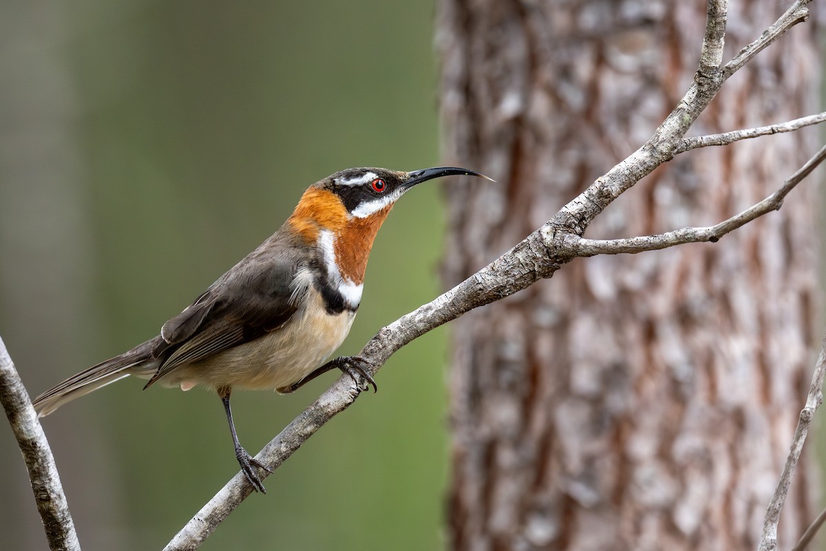 Western Spinebill - ML644718512