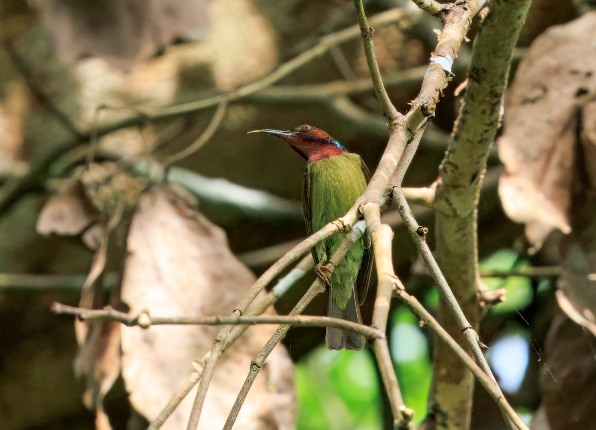 Red-throated Sunbird - ML644718514