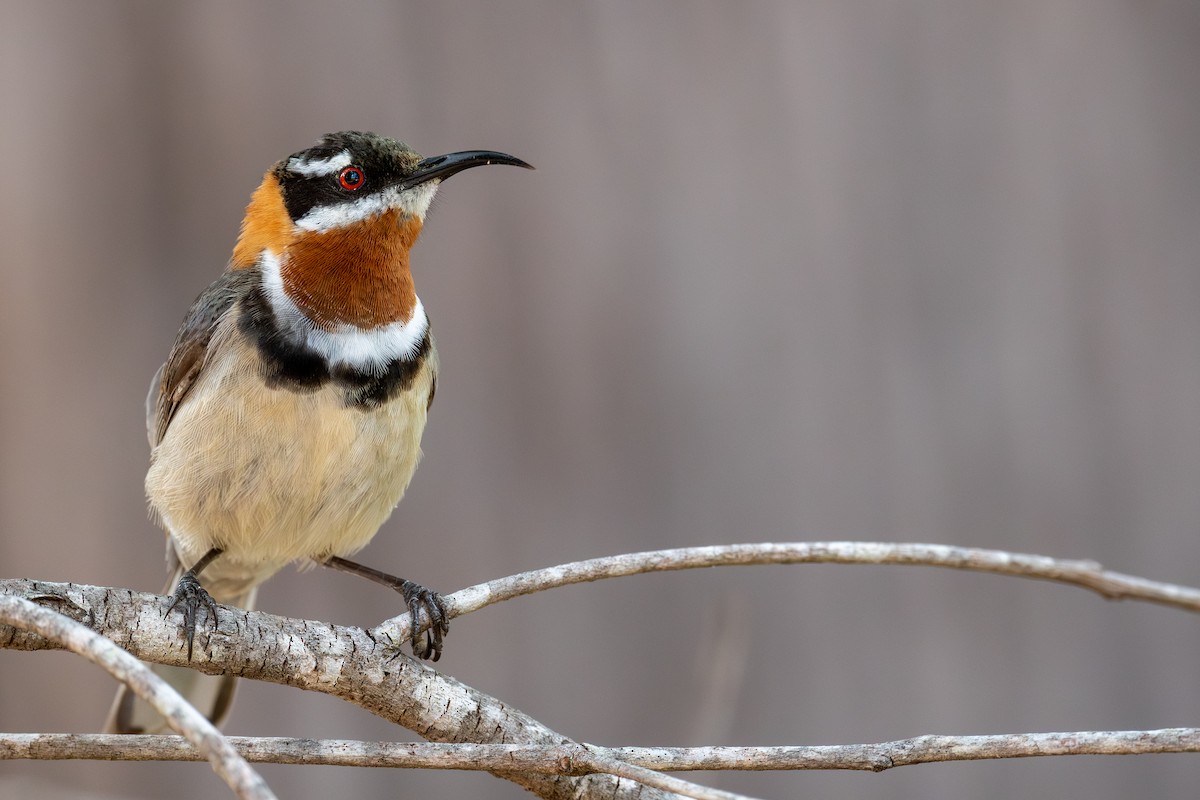 Western Spinebill - ML644718515
