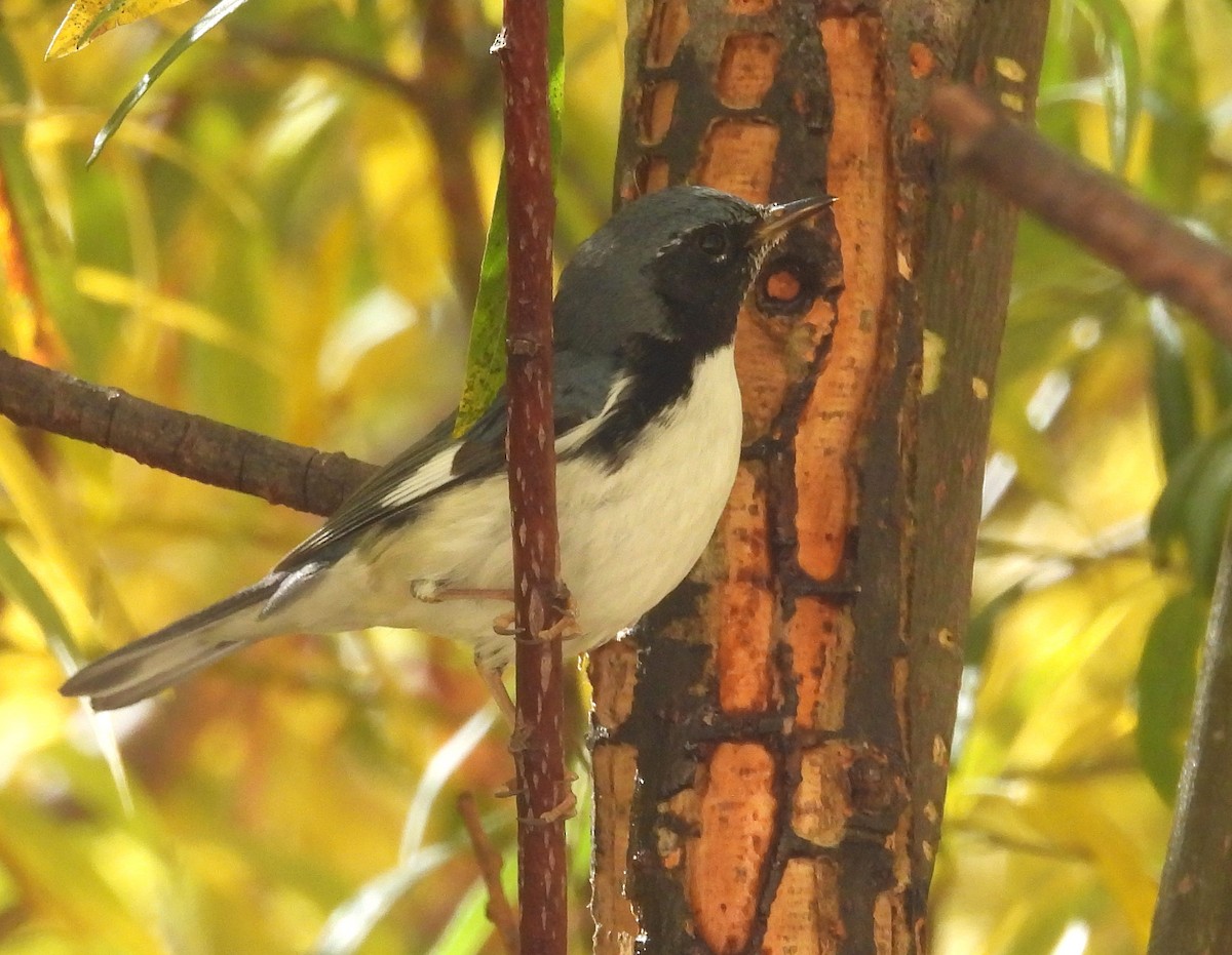 סבכון שחור-גרון - ML644718516