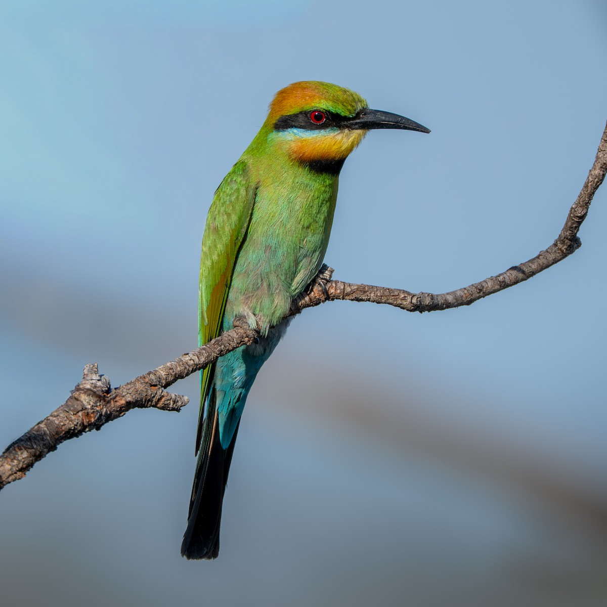 Rainbow Bee-eater - ML644718518