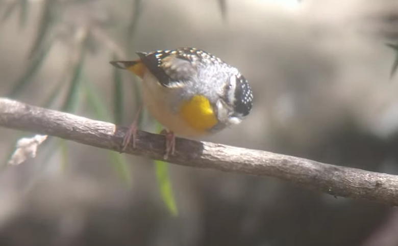 Spotted Pardalote - ML644718519