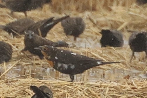 Yellow-headed Blackbird - ML644718520