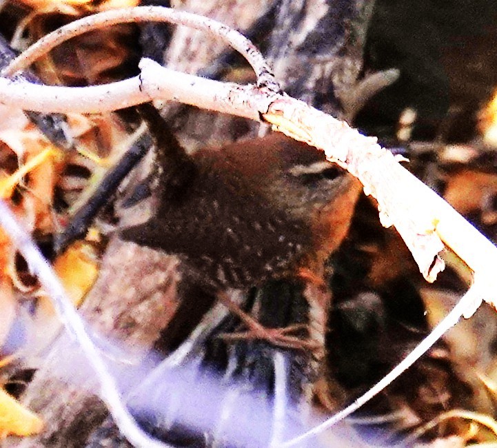 フユミソサザイ - ML644718521