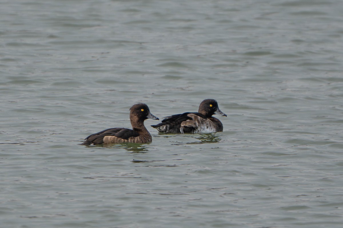 Tufted Duck - ML644718522