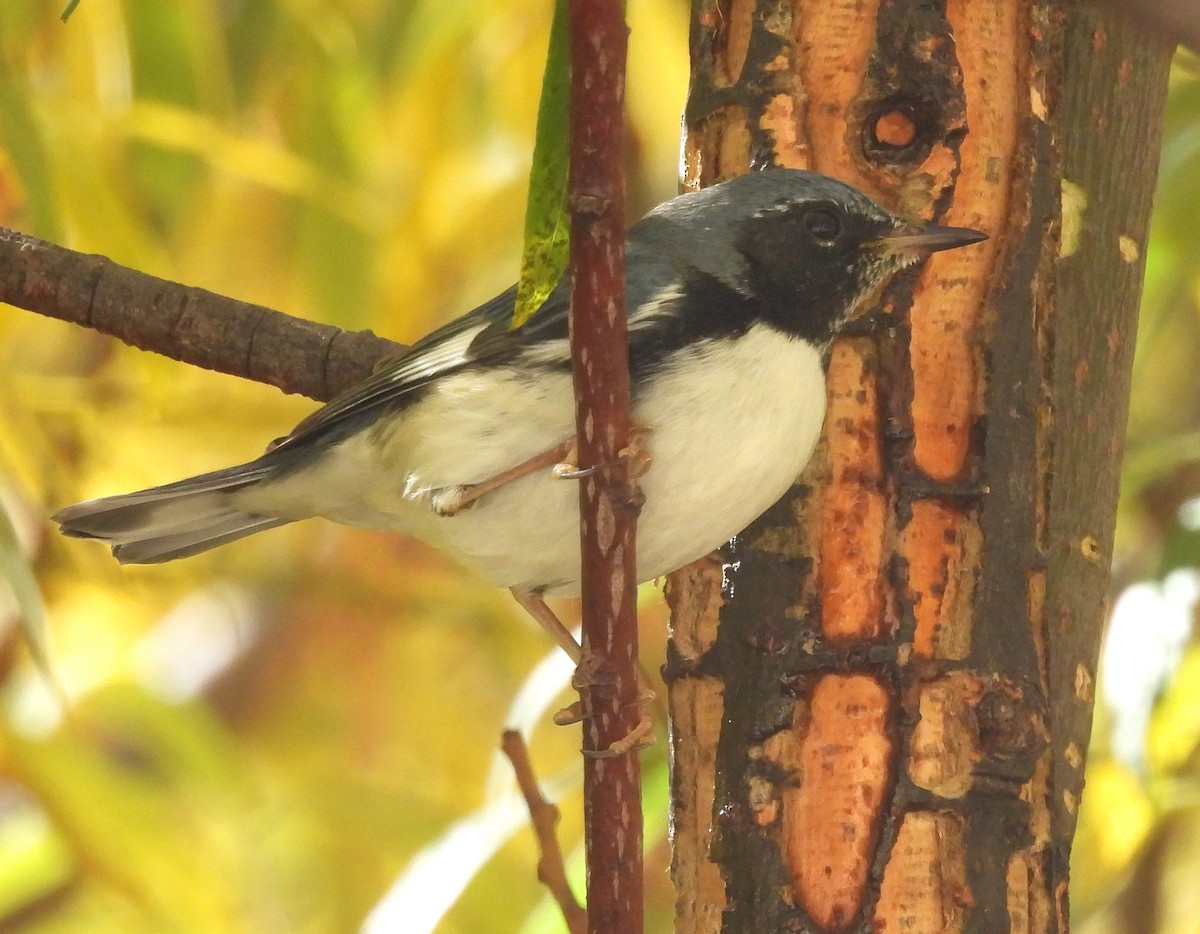 סבכון שחור-גרון - ML644718523