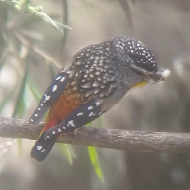 Spotted Pardalote - ML644718525