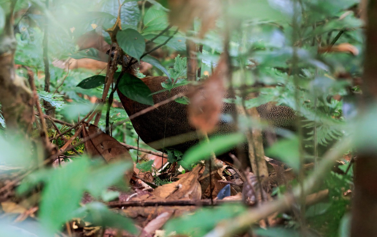 Great Argus - ML644718526