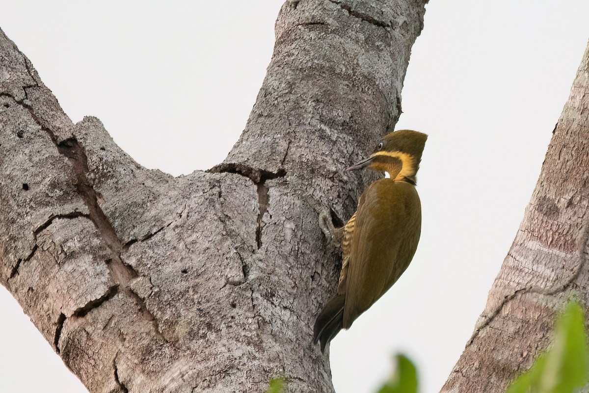 Golden-green Woodpecker - ML644718527