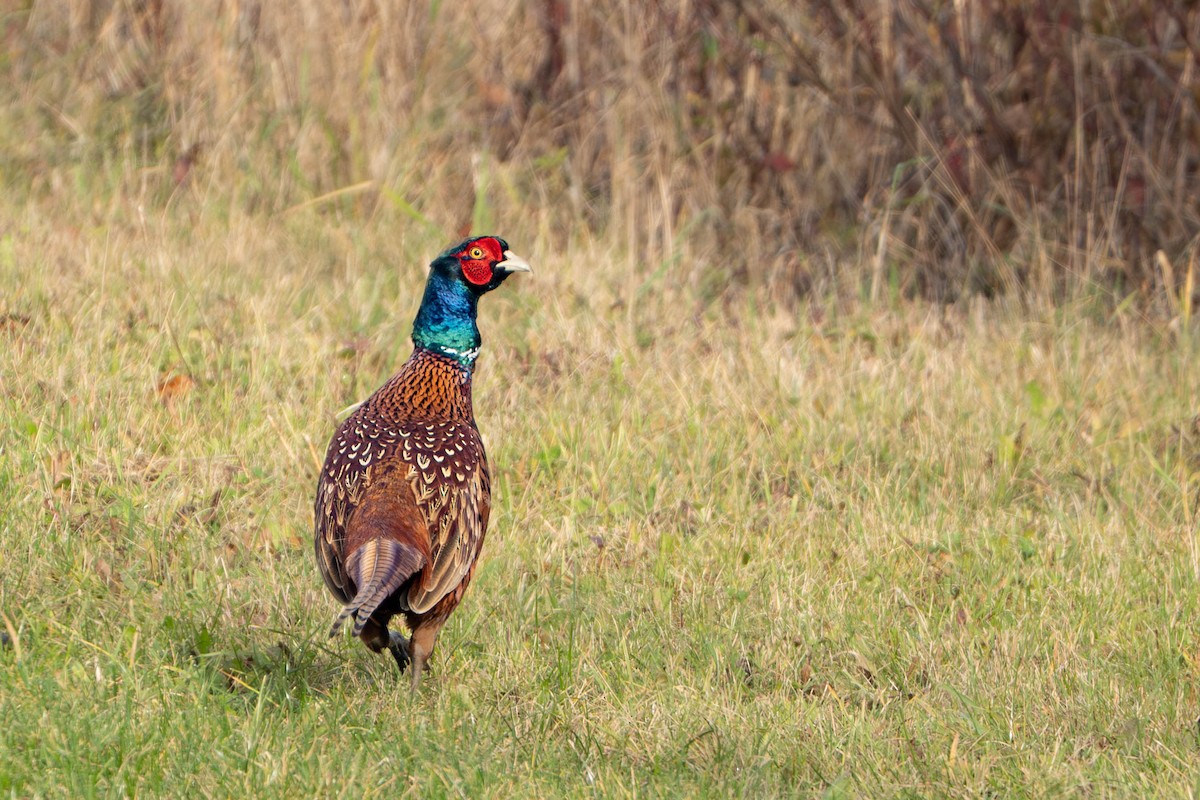 Ring-necked Pheasant - ML644718528