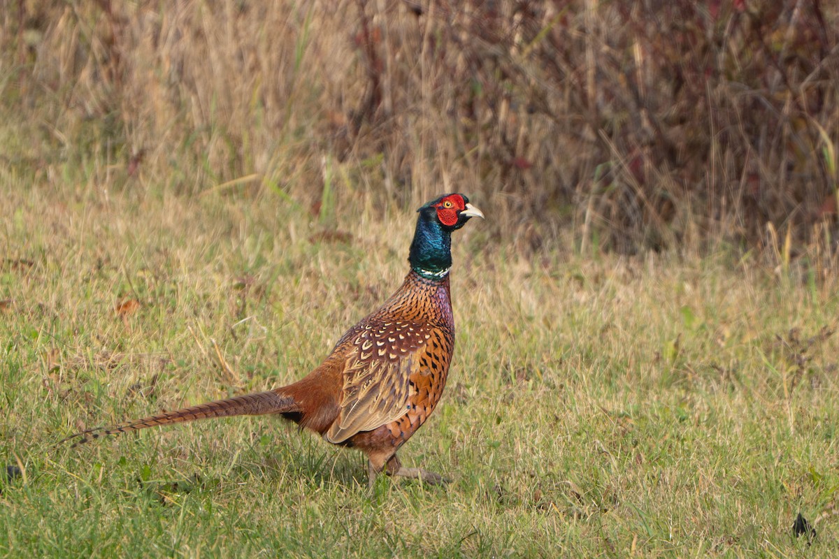 Ring-necked Pheasant - ML644718529