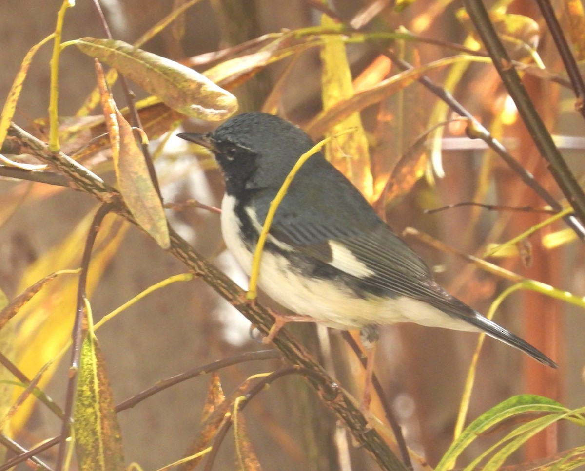 סבכון שחור-גרון - ML644718530