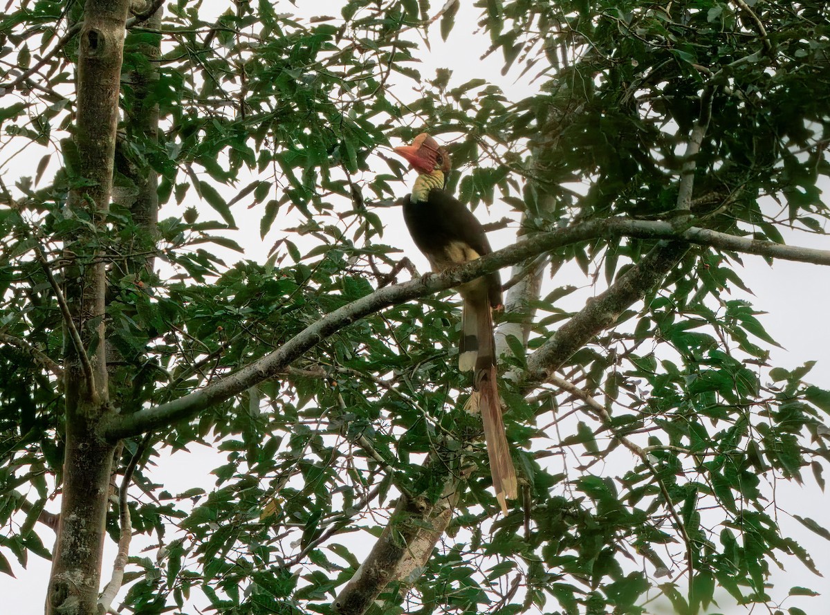 Helmeted Hornbill - ML644718531
