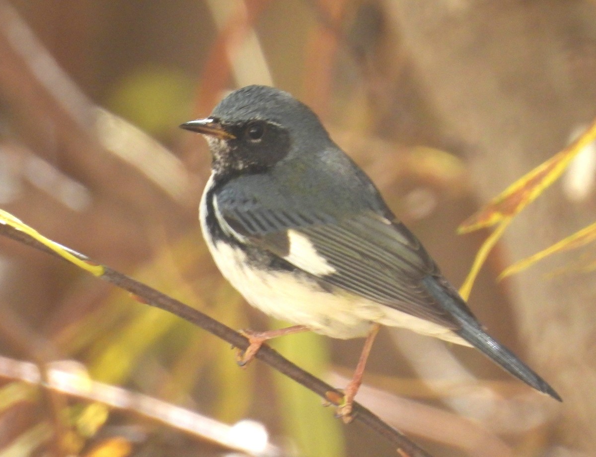 סבכון שחור-גרון - ML644718532