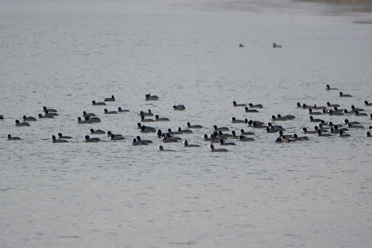 Eurasian Coot - ML644718533