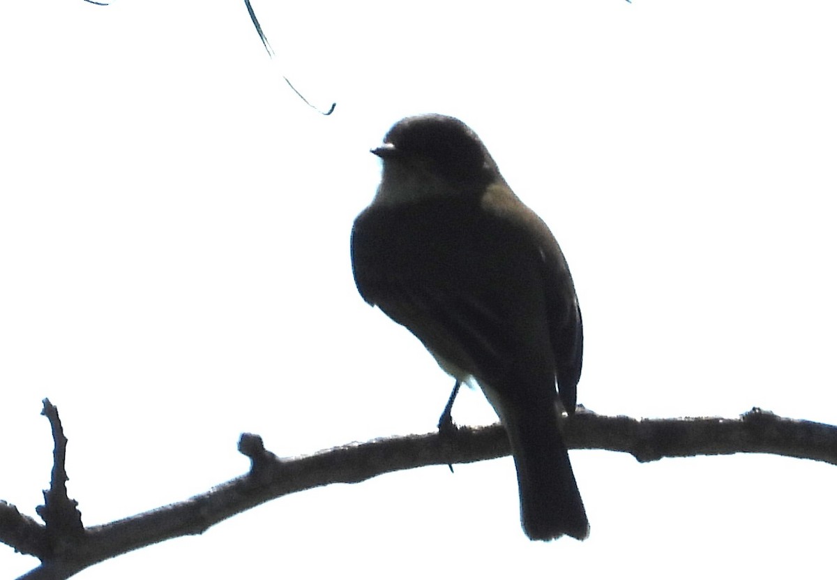 Eastern Phoebe - ML644718534