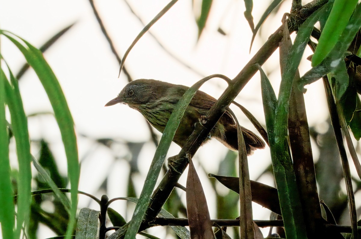 シマムシクイチメドリ（bornensis グループ） - ML644718538