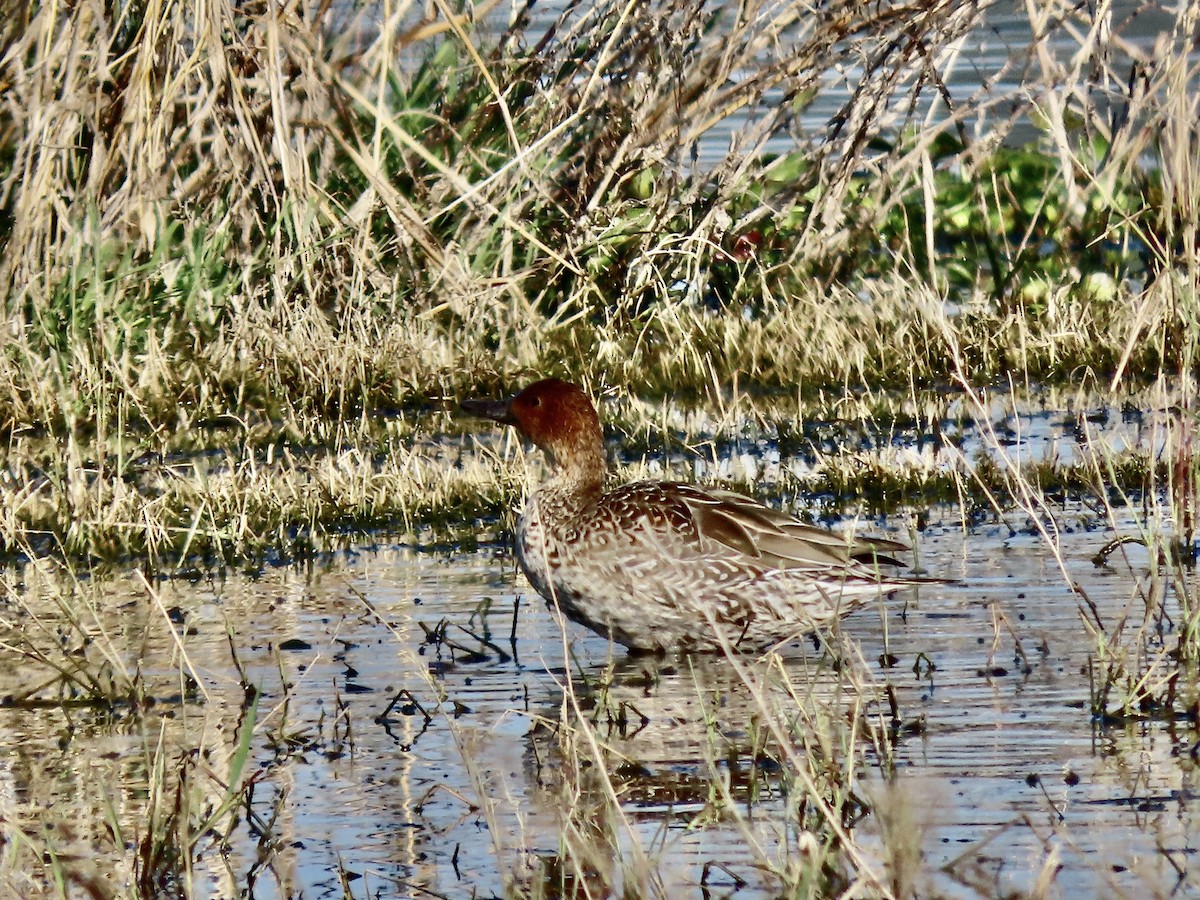 Cinnamon Teal - ML644718540