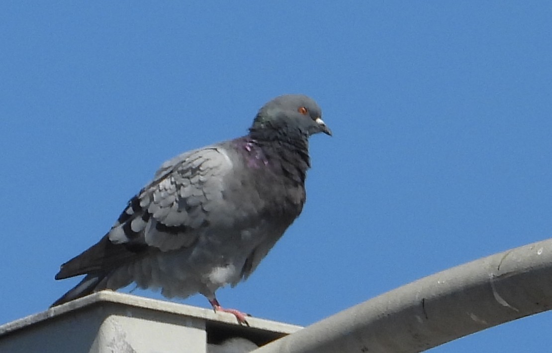 Kaya Güvercini (evcil tip) - ML644718549