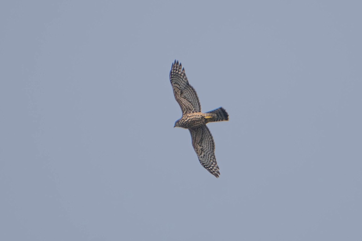 Яструб великий - ML644718551