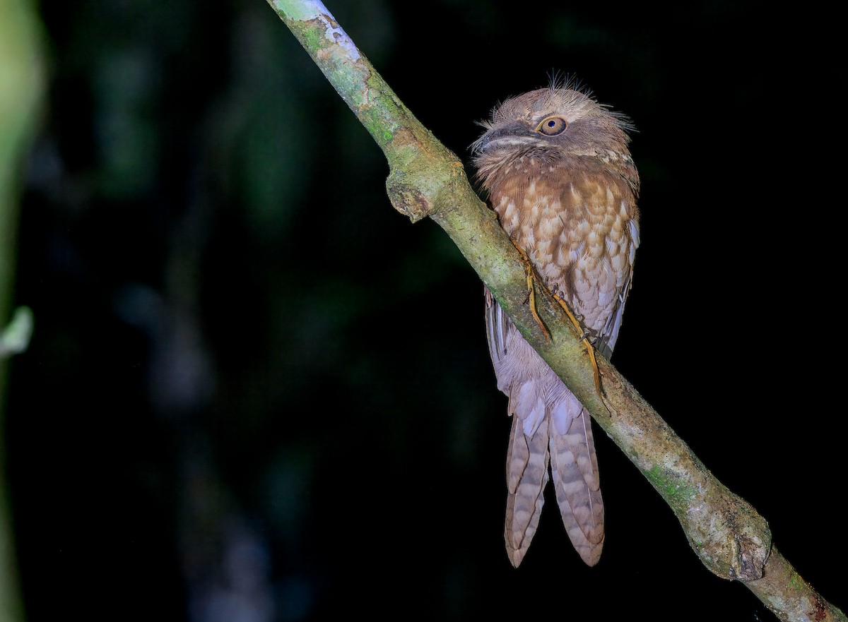 stjernefroskemunn - ML644718556