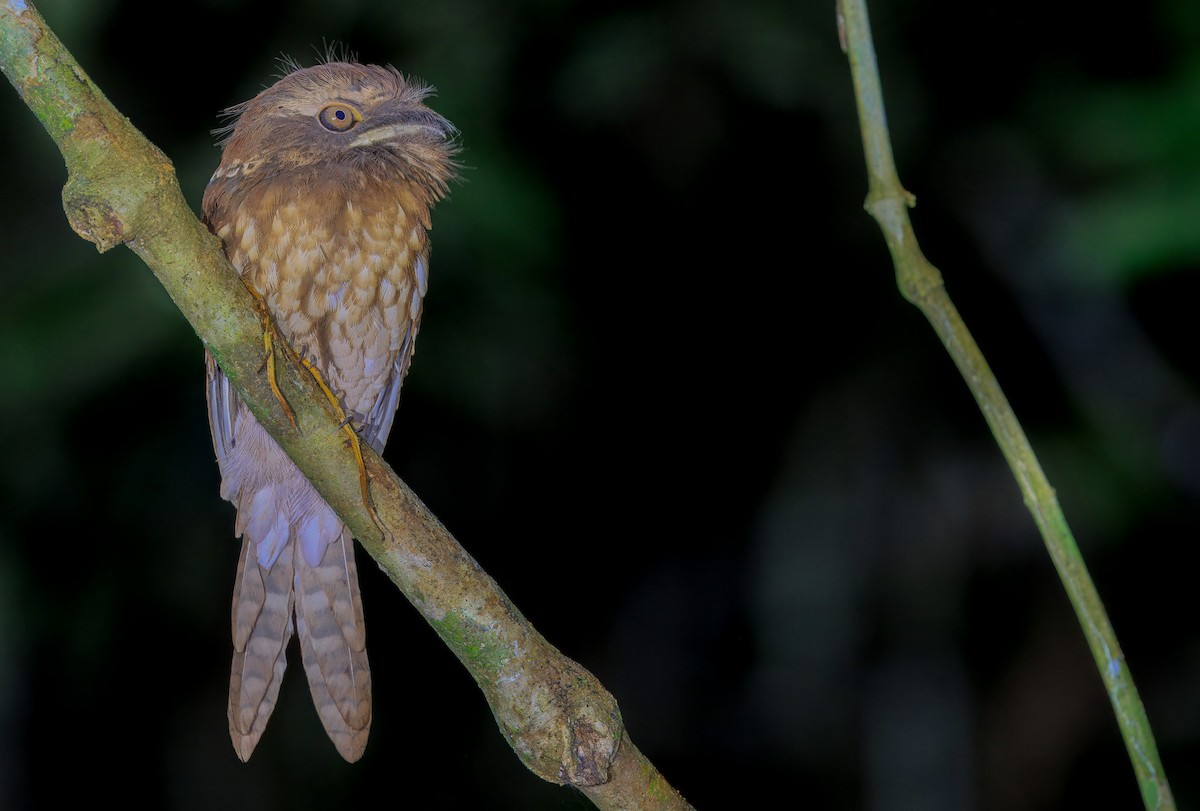 stjernefroskemunn - ML644718557