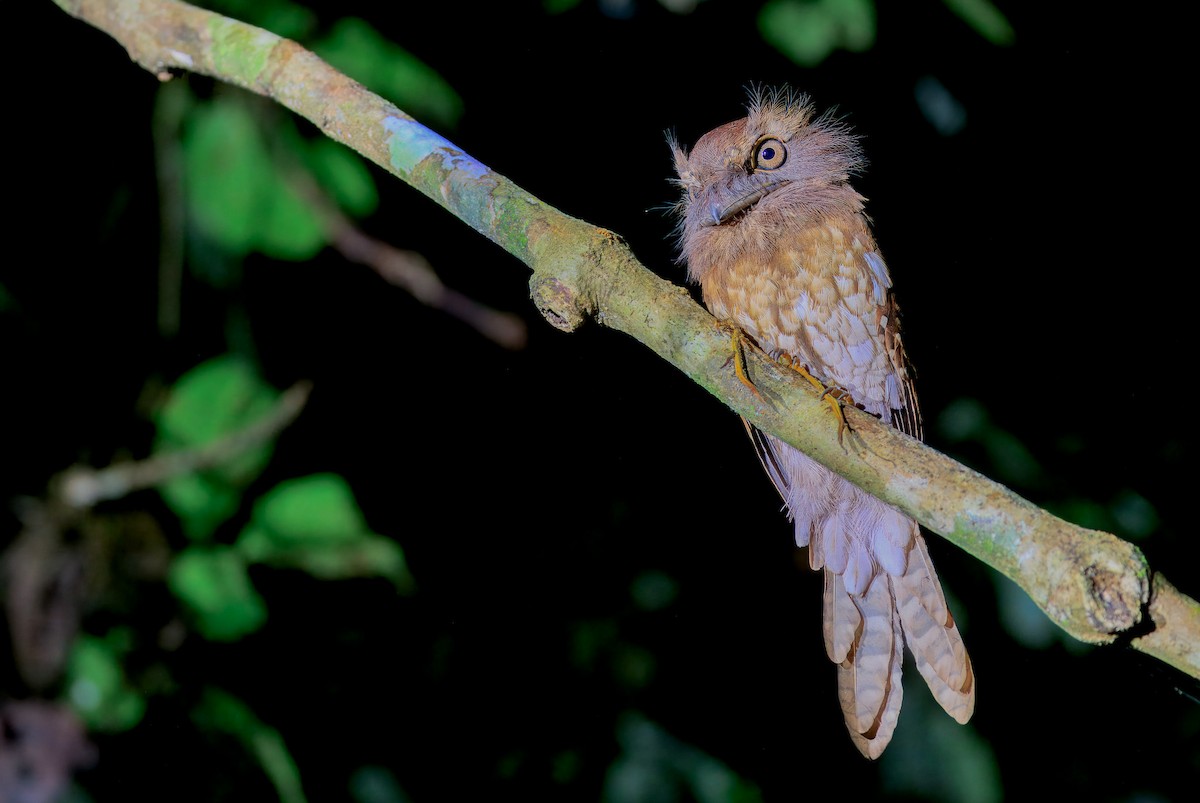 stjernefroskemunn - ML644718558