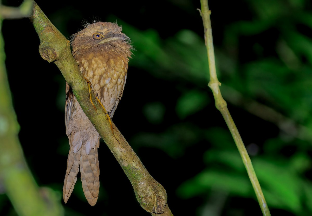 stjernefroskemunn - ML644718559